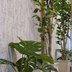 フェイクグリーン（フィカス 150cm&モンステラ セメントポット) の画像