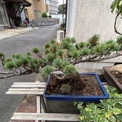 松の盆栽②の画像