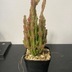 ランキングキーワードに紐づく投稿画像-多肉植物