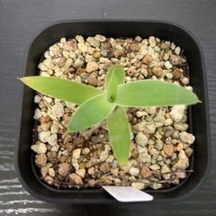 アガベ　アテナータ　観葉植物　多肉植物　ビザールプランツ　ガーデ...