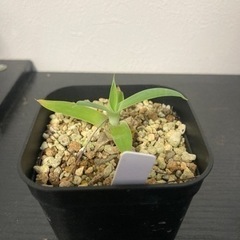アガベ　アテナータ　観葉植物　多肉植物　ビザールプランツ　ガーデニング　グリーン　植物　の画像