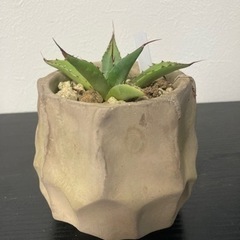 アガベ　パラサナ　鉢付き　観葉植物　多肉植物　ビザールプランツ　グリーン　生活雑貨 家庭用品 ガーデニング　観葉植物　塊根植物　多肉植物　ビザールプランツ　レアプランツ　ガーデニング　植物　グリーン　趣味　盆栽　葉　花　庭　草　インテリア　おしゃれ　飾り　園芸　の画像