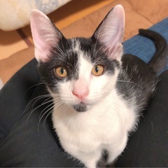 ⭐️ ずっとのお家決定❣️【はるくん】仔猫(♂)生後6ヶ月　ワク...