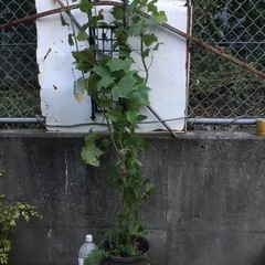 ウリハダカエデ150センチ