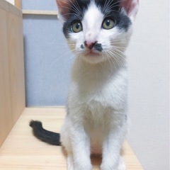 ❣️正式譲渡❣️【四郎くん】仔猫(♂)生後5ヶ月　ワクチン済・猫...