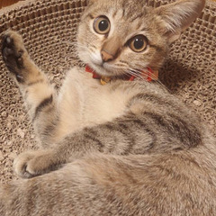 5ヶ月のメス猫里親募集
