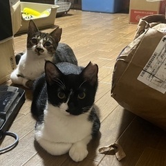 白黒とキジシロの姉妹