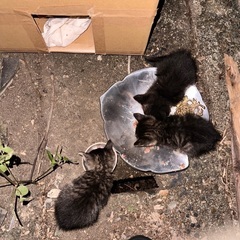 野良猫