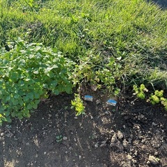 畑でエクサイズ畑サイズ🧑‍🌾とティー🫖パーティー🎉