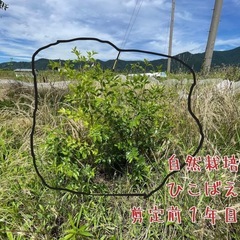 日本なつめ【自然栽培】ニホンナツメ（日本棗）抜き苗orポット苗の画像