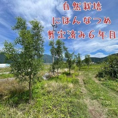 日本なつめ【自然栽培】ニホンナツメ（日本棗）抜き苗orポット苗