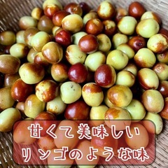 日本なつめ【自然栽培】ニホンナツメ（日本棗）抜き苗orポット苗の画像