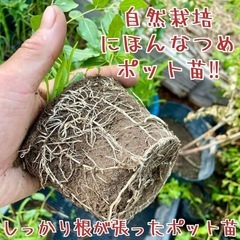 日本なつめ【自然栽培】ニホンナツメ（日本棗）抜き苗orポット苗の画像