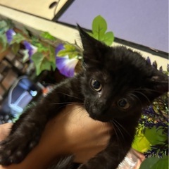 子猫