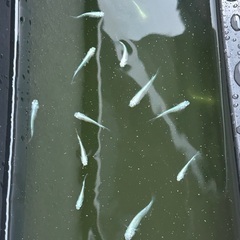 格安❗️幹之メダカ　フルボディー幼魚10匹　の画像