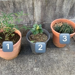 鉢植え色々