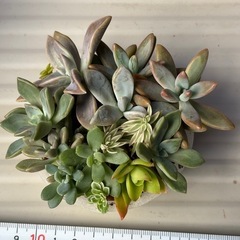 可愛い！多肉植物の寄せ植えセット④