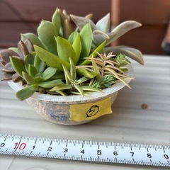 可愛い！多肉植物寄せ植えセット⑤