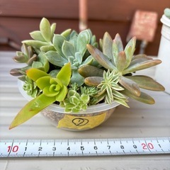 そのまま飾れる！多肉植物寄せ植えセット⑦