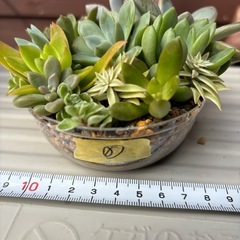 可愛い！多肉植物寄せ植えセット⑧