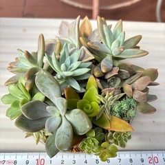 可愛い！多肉植物寄せ植えセット⑨