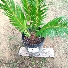 蘇鉄（ソテツ）3,000円 三重県津市の画像