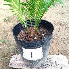 蘇鉄（ソテツ）3,000円 三重県津市の画像