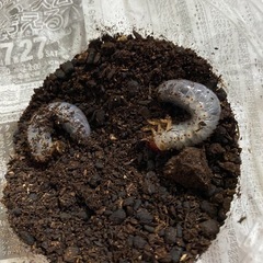 カブト虫幼虫