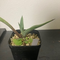 アガベ　カルウィンスキ　観葉植物　ビザールプランツ　多肉植物　ガーデニング　グリーン　みどりの画像