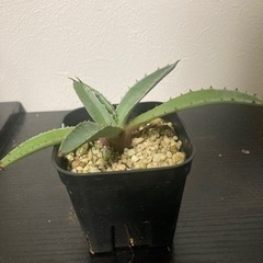 アガベ　カルウィンスキ　観葉植物　ビザールプランツ　多肉植物　ガーデニング　グリーン　みどりの画像