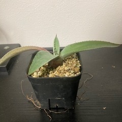 アガベ　カルウィンスキ　観葉植物　ビザールプランツ　多肉植物　ガーデニング　グリーン　みどりの画像