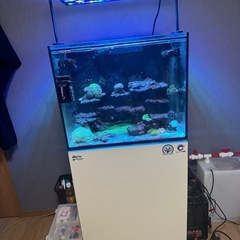 Red Sea170セット
