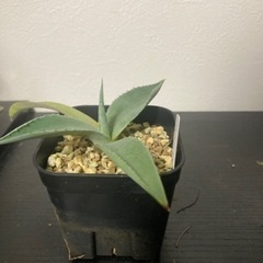 アガベ　カルウィンスキ　観葉植物　ビザールプランツ　多肉植物　ガーデニング　グリーン　みどりの画像