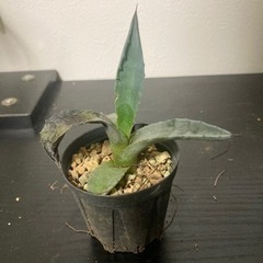 アガベ　アメリカーナ　観葉植物　ビザールプランツ　多肉植物　グリーン　みどり　ガーデニングの画像