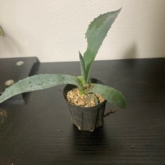 アガベ　アメリカーナ　観葉植物　ビザールプランツ　多肉植物　グリーン　みどり　ガーデニング　生活雑貨 家庭用品 ガーデニングの画像