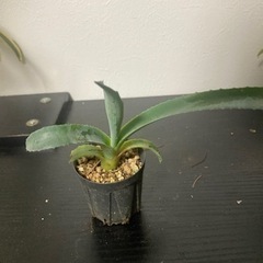 アガベ　アメリカーナ　観葉植物　ビザールプランツ　多肉植物　グリーン　みどり　ガーデニングの画像