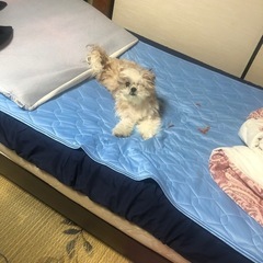 迷い犬