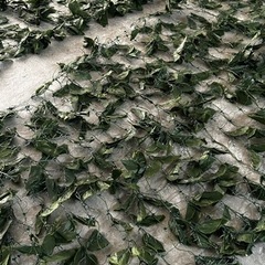 生活雑貨 家庭用品 ガーデニングの画像