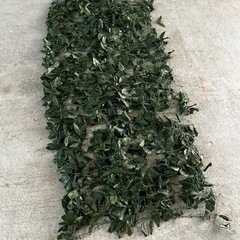 生活雑貨 家庭用品 ガーデニングの画像