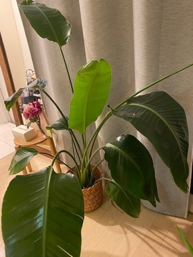 植物 140cm