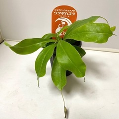 【お渡し決定】食虫植物  ウツボカズラ  差し上げます