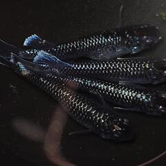 完売🙇🐟️ミッドナイトフリル　ラメ✨️　２ペア🉐　きれいです✨️ 安心現物個体　№44の画像