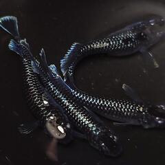 完売🙇🐟️ミッドナイトフリル　ラメ✨️　２ペア🉐　きれいです✨️ 安心現物個体　№44の画像