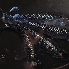 完売🙇🐟️ミッドナイトフリル　ラメ✨️　２ペア🉐　きれいです✨️...
