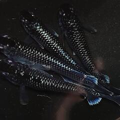 完売🙇🐟️ミッドナイトフリル　ラメ✨️　２ペア🉐　きれいです✨️ 安心現物個体　№44の画像