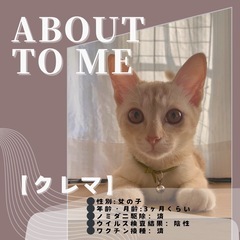 【クレマ】柔らかなクリームベージュ