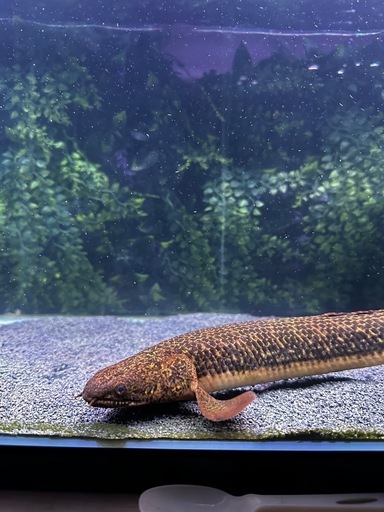 熱帯魚 ポリプテルス トゥジェルシー
