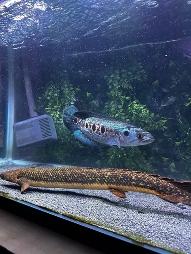 熱帯魚 ポリプテルス トゥジェルシー