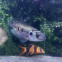 熱帯魚 フラワートーマンの画像