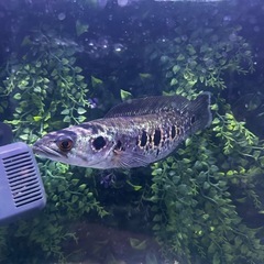 熱帯魚 フラワートーマンの画像